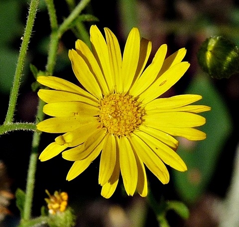 {Heterotheca subaxillaris}